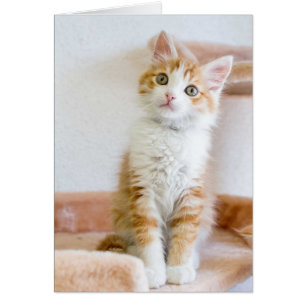 Sweet Blue Mit Augen Kitty