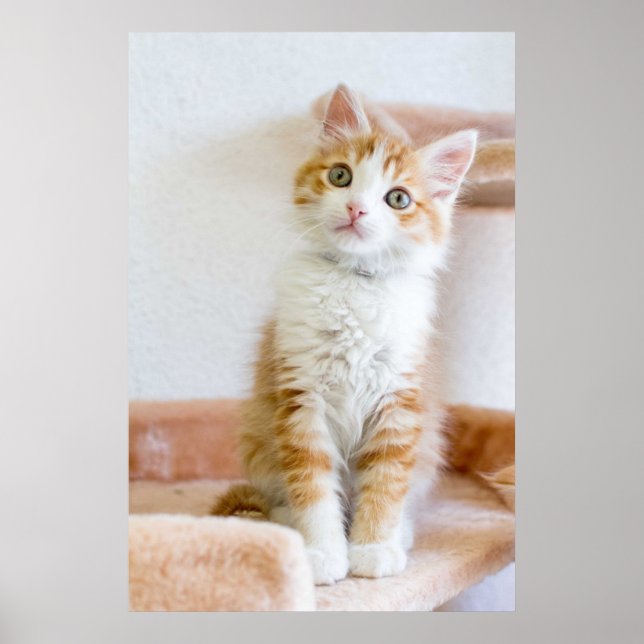 Sweet Blue Mit Augen Kitty Poster (Vorne)