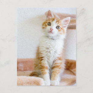 Sweet Blue Mit Augen Kitty Postkarte