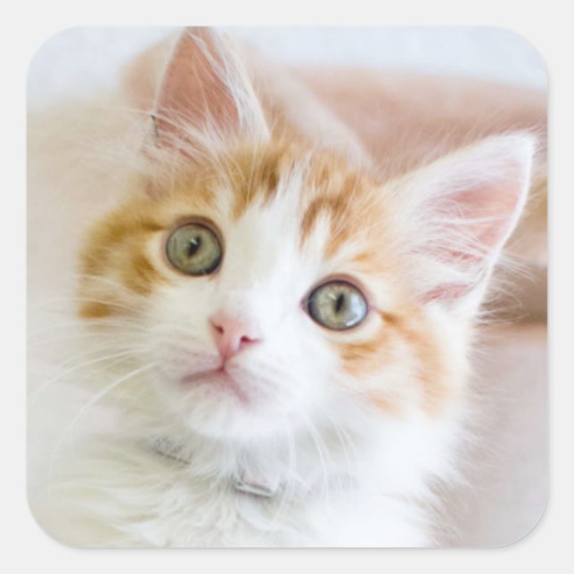 Sweet Blue Mit Augen Kitty Quadratischer Aufkleber (Vorderseite)