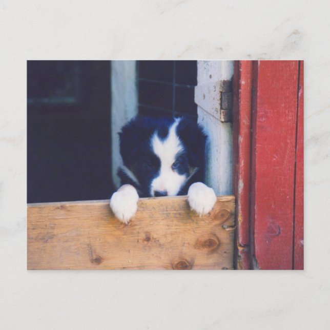 Sweet Border Collie Puppy Dockkarte Postkarte (Vorderseite)