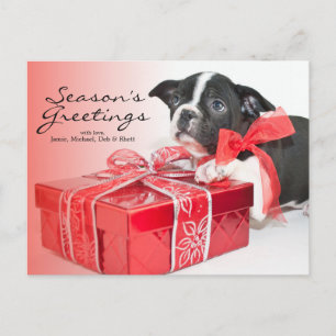 Sweet Boston Terrier Welpe Postkarte