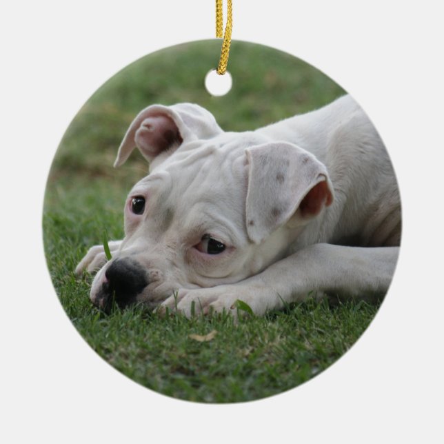 Sweet Boxer Puppy Keramikornament (Vorne)