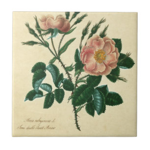 Sweet Briar Rose Fliese