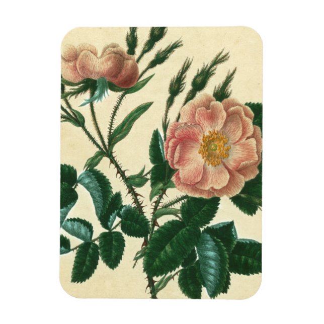 Sweet Briar Rose Magnet (Vertikal)