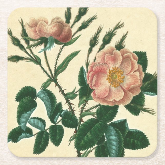 Sweet Briar Rose Rechteckiger Pappuntersetzer (Vorderseite)