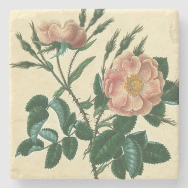 Sweet Briar Rose Steinuntersetzer (Vorderseite)