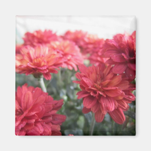 Sweet Bright Chrysanthemums Magnet (Vorne)