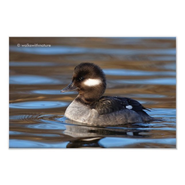 Sweet Bufflehead Duck in sonnenbeleuchteten Gewäss Fotodruck (Vorne)
