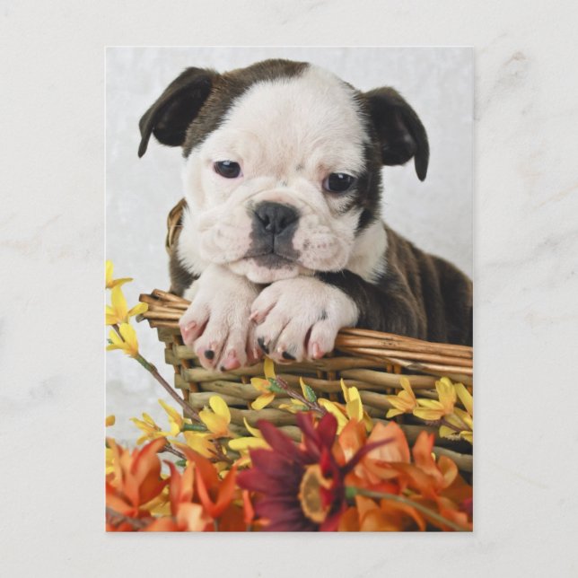 Sweet Bulldog Puppy Postkarte (Vorderseite)