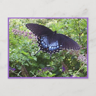 Sweet Butterfly Postcard Postkarte