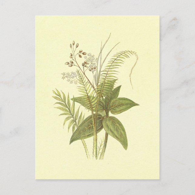 Sweet Cane & Cinnamon Vintag Lithograph Postkarte (Vorderseite)