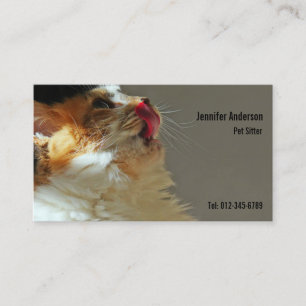 Sweet Cat Sammi Schöne Niedliche Fotografie Visitenkarte