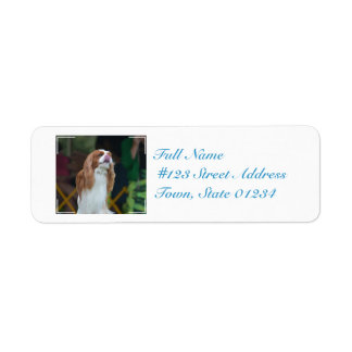 Sweet Cavalier King Charles Spaniel