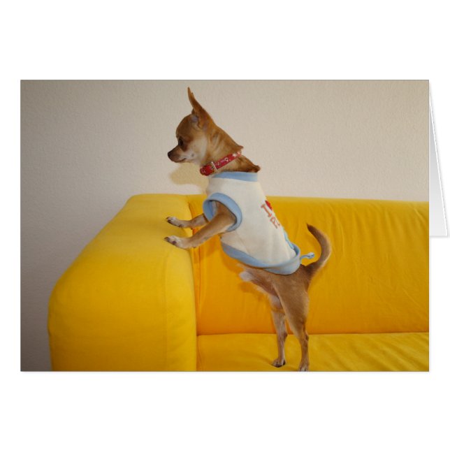 Sweet Charlie Chihuahua (Vorderseite (Horizontal))