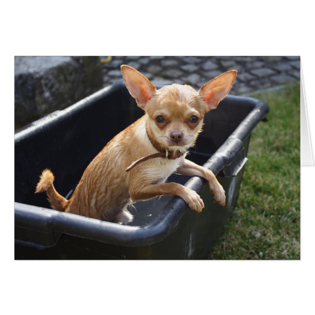 Sweet Charlie Chihuahua (Vorderseite (Horizontal))