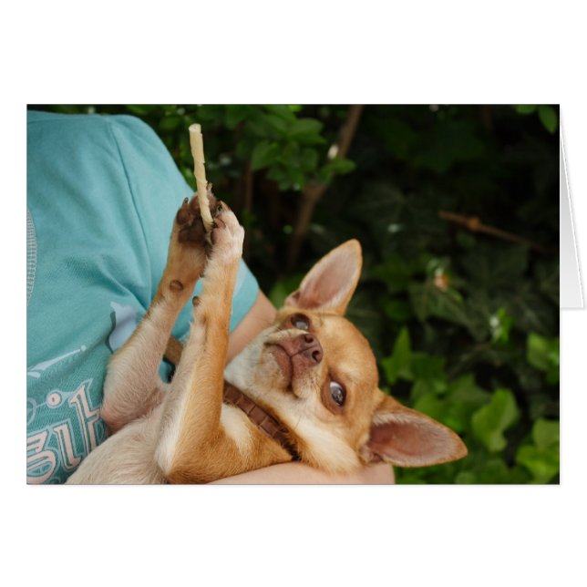 Sweet Charlie Chihuahua (Vorderseite (Horizontal))