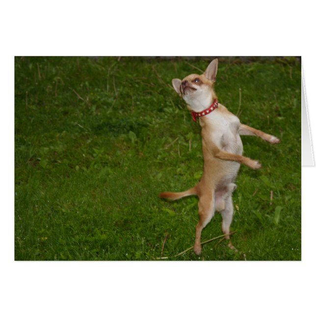 Sweet Charlie Chihuahua (Vorderseite (Horizontal))