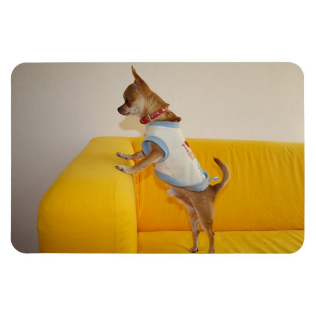 Sweet Charlie Chihuahua Magnet (Horizontal)