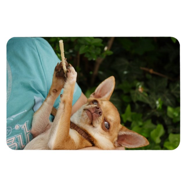 Sweet Charlie Chihuahua Magnet (Horizontal)