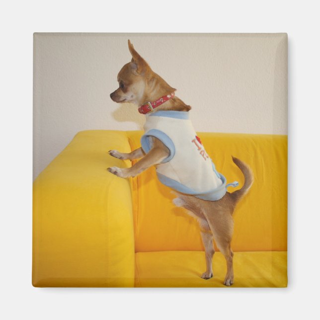 Sweet Charlie Chihuahua Magnet (Vorne)