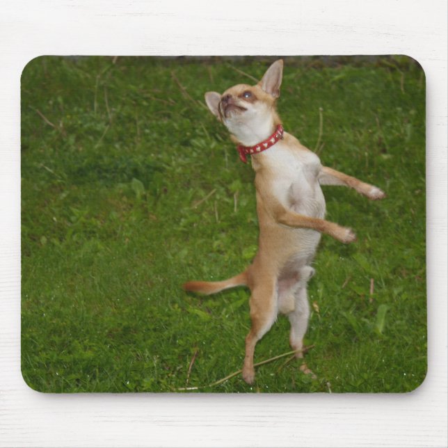 Sweet Charlie Chihuahua Mousepad (Vorne)