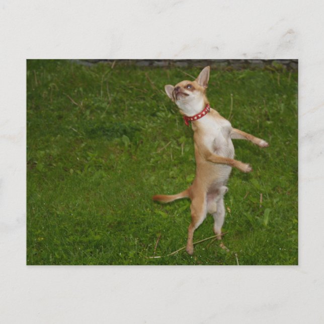 Sweet Charlie Chihuahua Postkarte (Vorderseite)