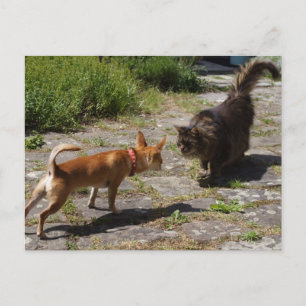 Sweet Charlie Chihuahua Postkarte