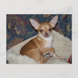 Sweet Charlie Chihuahua Postkarte
