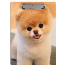 Sweet Charming Spitz Einzigartig