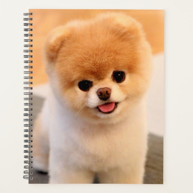 Sweet Charming Spitz Einzigartiger Planer (Vorderseite)