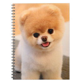 Sweet Charming Spitz Einzigartiges Notebook Notizblock