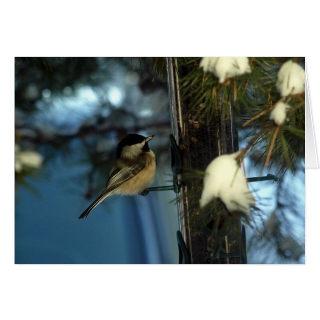 Sweet Chickadee (Vorderseite (Horizontal))
