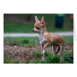 Sweet Chihuahua Puppy Gundog Wannabe