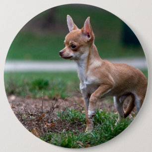 Sweet Chihuahua Puppy Gundog Wannabe Button