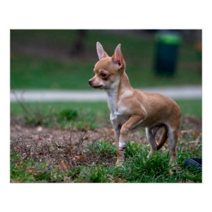 Sweet Chihuahua Puppy Gundog Wannabe Poster