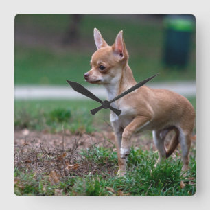 Sweet Chihuahua Puppy Gundog Wannabe Quadratische Wanduhr