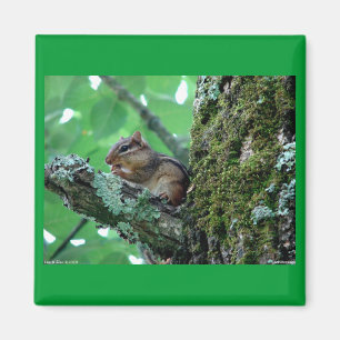 Sweet Chipmunk in einem Baumkleid und Geschenke Magnet