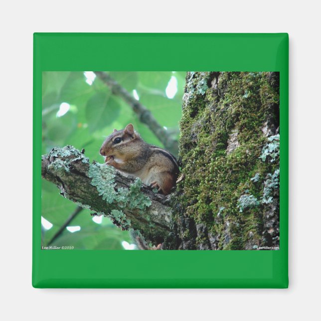 Sweet Chipmunk in einem Baumkleid und Geschenke Magnet (Vorne)