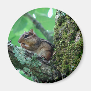 Sweet Chipmunk in einem Baumkleid und Geschenke Magnet