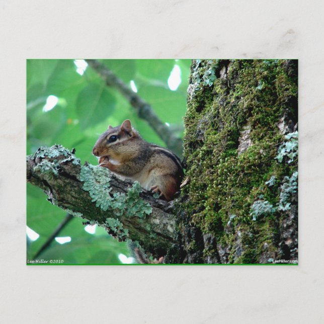 Sweet Chipmunk in einem Baumkleid und Geschenke Postkarte (Vorderseite)
