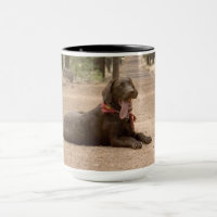 Sweet Chocolate Labrador Retriever Puppy