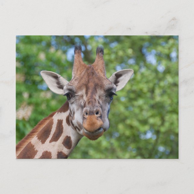 Sweet Curios Giraffe Postkarte (Vorderseite)