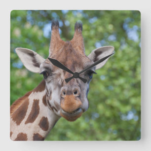 Sweet Curios Giraffe Quadratische Wanduhr