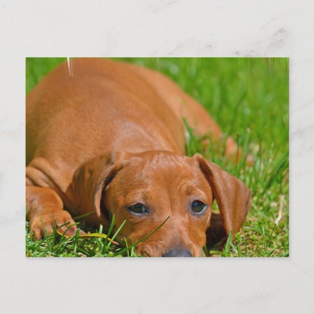 Sweet Daschund Sleeping Postcard Postkarte (Vorderseite)