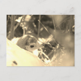 Sweet Dedication - Postkarte