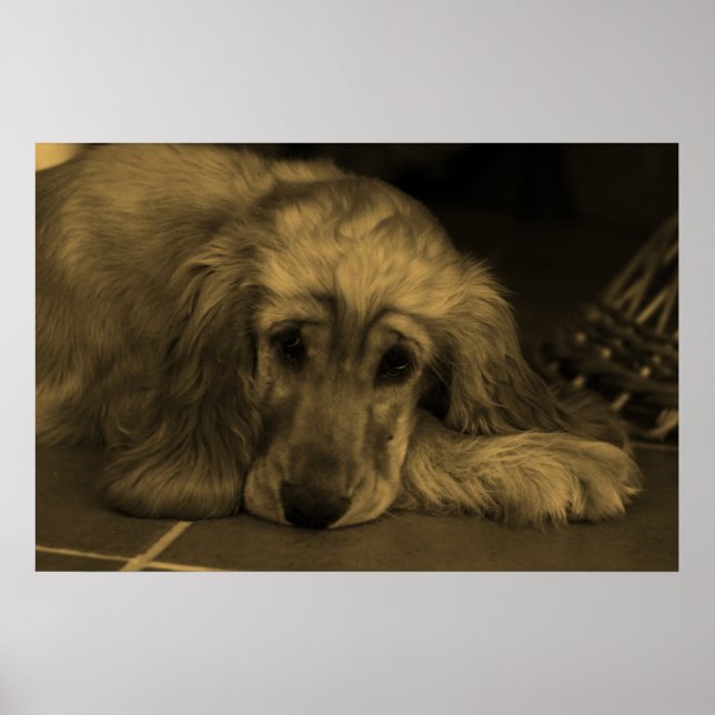Sweet Dog - Golden Retriever in Sepia Tones Poster (Vorne)