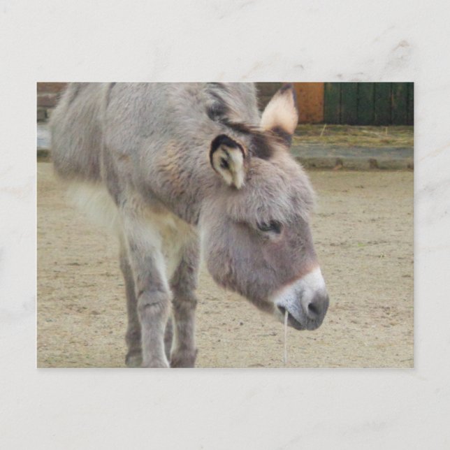 Sweet Donkey, Animal Gray, Horse Family Postkarte (Vorderseite)