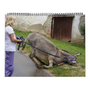 Sweet Donkeys das ganze Jahr Kalender