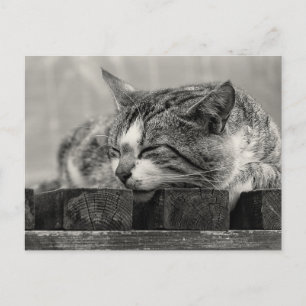 Sweet Dream Postkarte